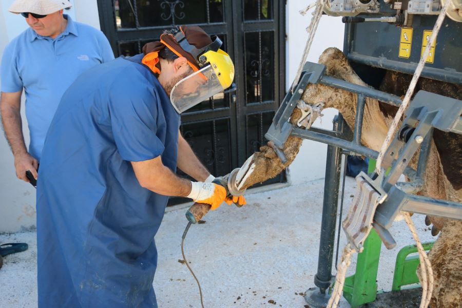 Büyükbaş hayvanlara tırnak bakımı yapılıyor