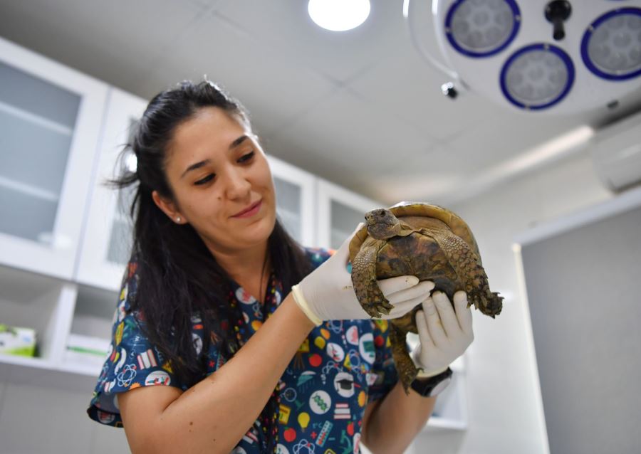 Başkanın dikkati kaplumbağayı kurtardı 