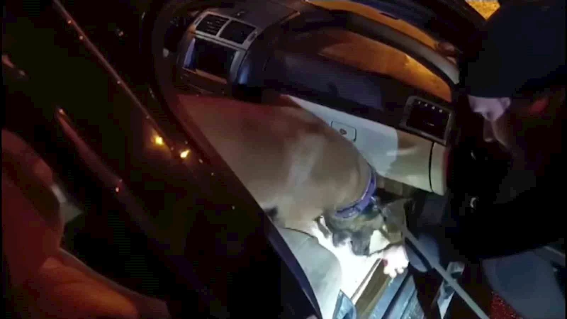 Baklava kutusuna gizlenen uyuşturucu hapları “Hulk” buldu
