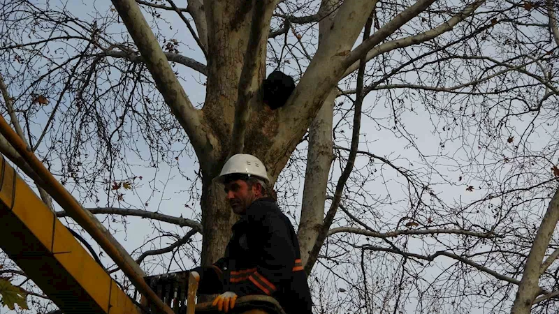 Ağaçta 3 gündür mahsur kalan kediyi belediye ekipleri kurtardı
