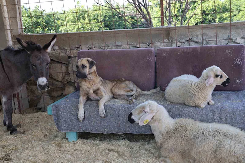 Yüzde 70’i engelli 254 sokak hayvanına yuva kurdu
