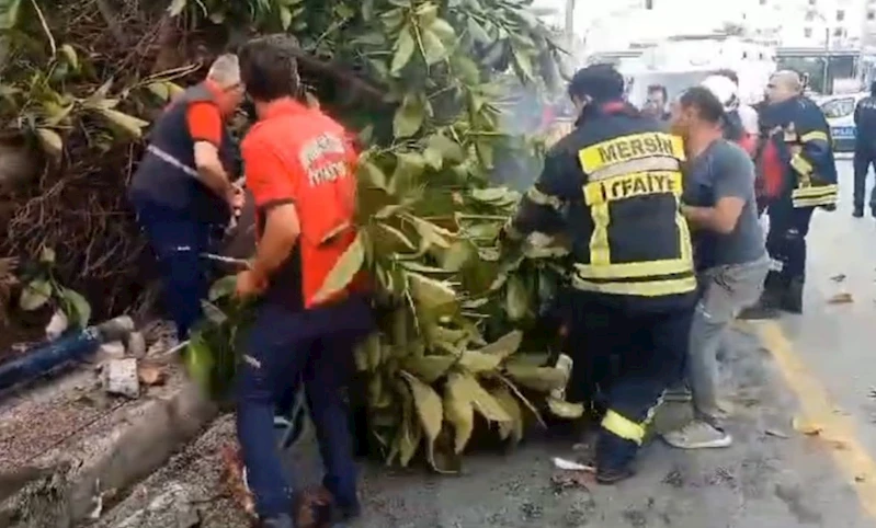 Otomobil yayalara çarptı, ağacı devirdi: 1 ölü, 3 yaralı
